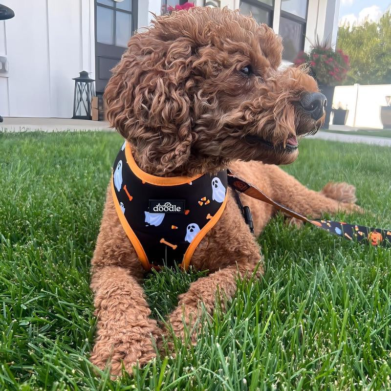 HOWL-O-WEEN HARNESS