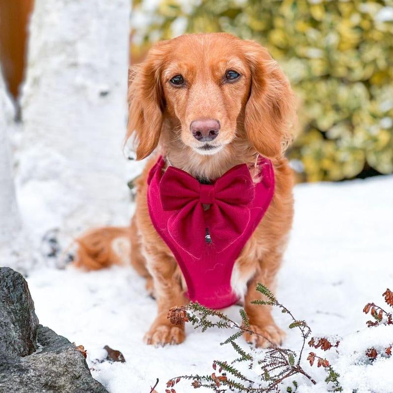 Adjustable Corduroy Dog Harness - Berry